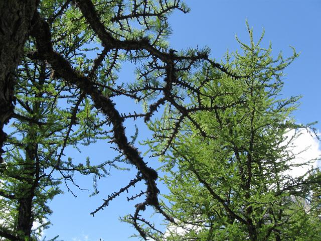 Canadian Rockies-136.JPG - Larch Valley Area